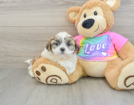 8 week old Teddy Bear Puppy For Sale - Florida Fur Babies