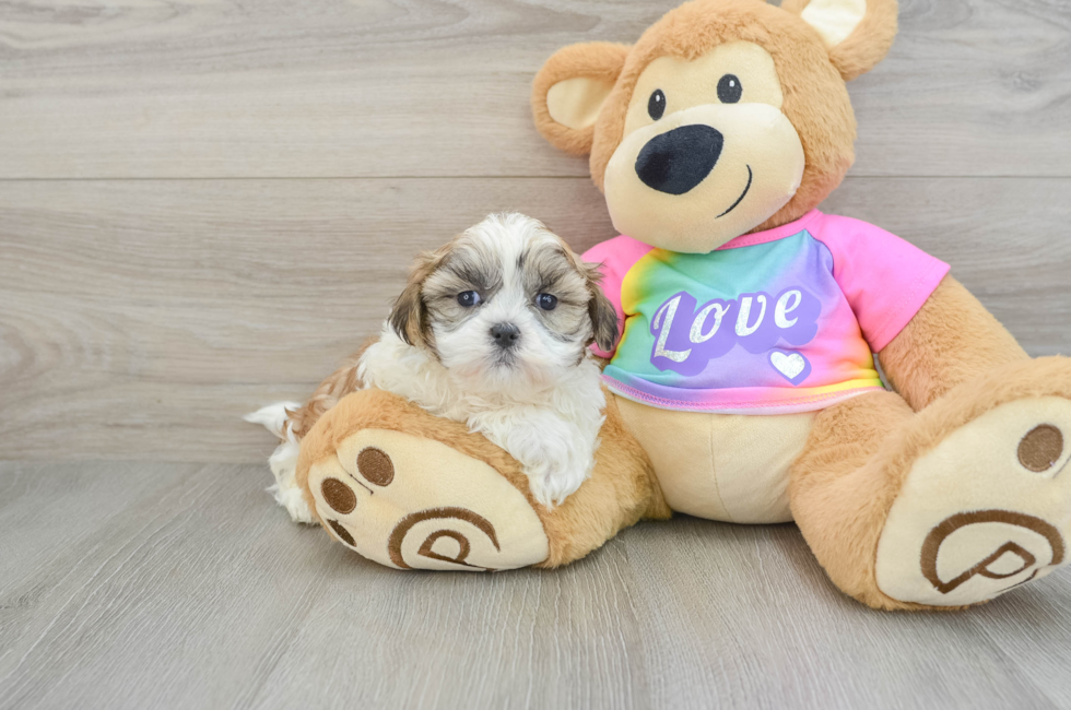 9 week old Teddy Bear Puppy For Sale - Florida Fur Babies