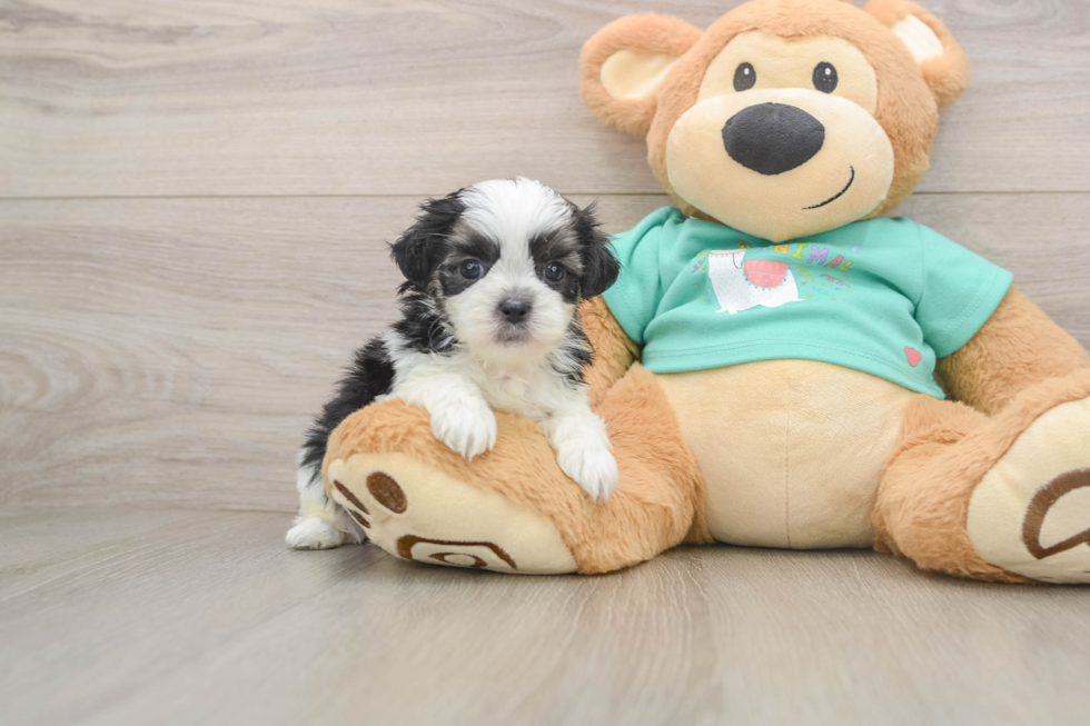 Teddy Bear Puppy for Adoption