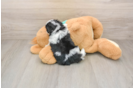 Teddy Bear Pup Being Cute