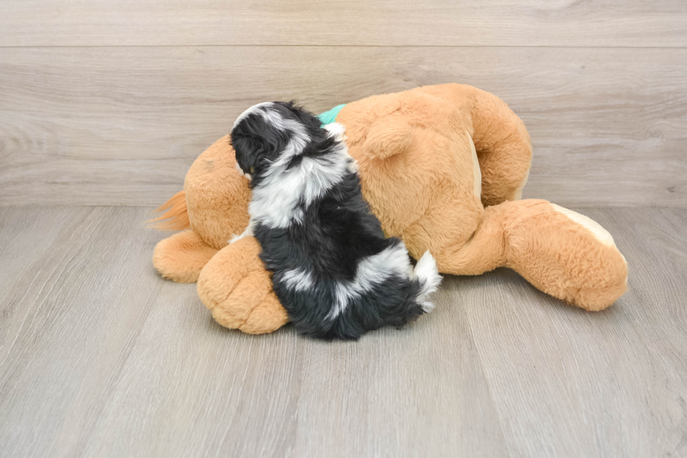 Teddy Bear Pup Being Cute