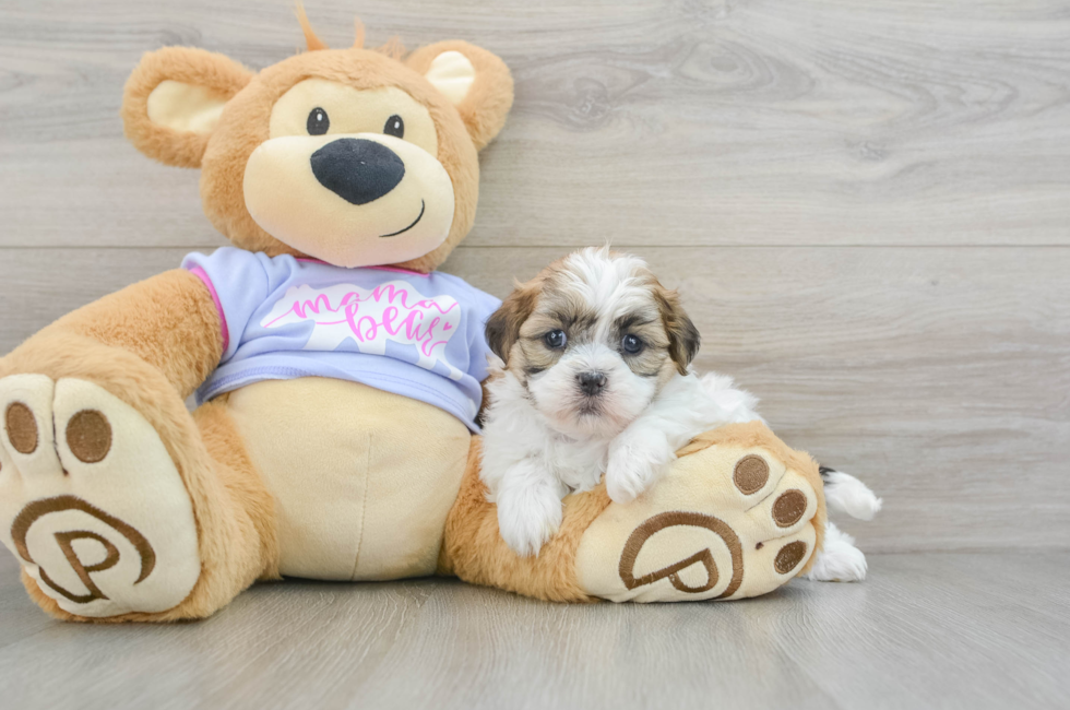 5 week old Teddy Bear Puppy For Sale - Florida Fur Babies