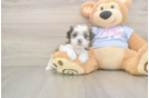 Playful Shi Chon Designer Puppy