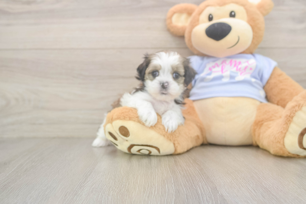 Playful Shi Chon Designer Puppy