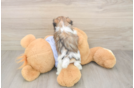 Teddy Bear Pup Being Cute