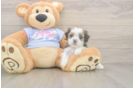 Teddy Bear Puppy for Adoption