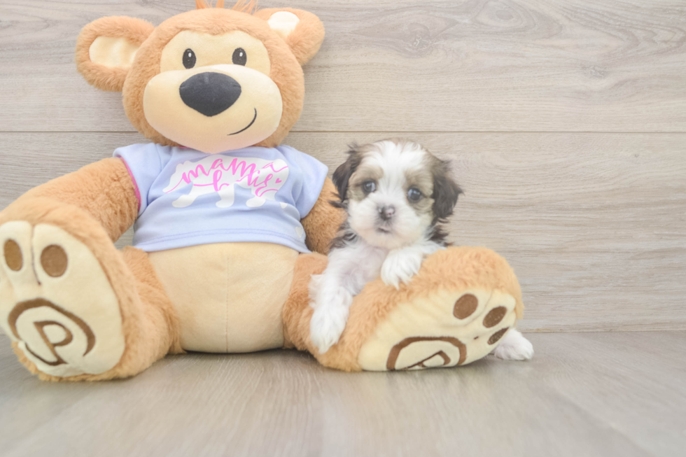 Teddy Bear Puppy for Adoption