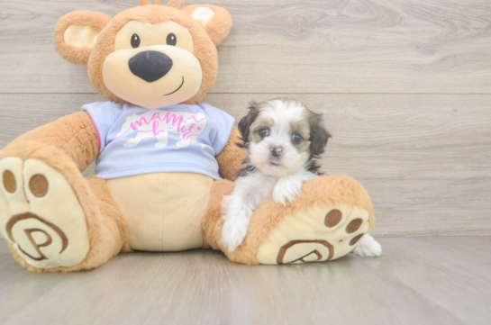 Teddy Bear Puppy for Adoption