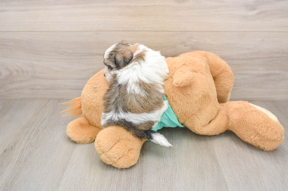 Popular Teddy Bear Designer Pup