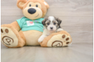 Teddy Bear Pup Being Cute