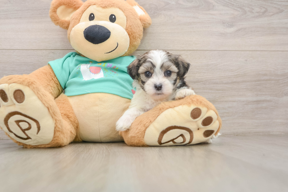 Teddy Bear Pup Being Cute