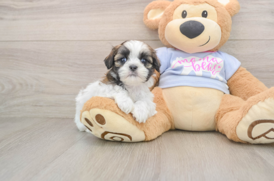 Petite Teddy Bear Designer Pup