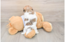 Best Teddy Bear Baby