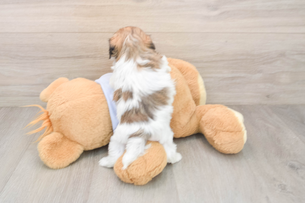 Best Teddy Bear Baby