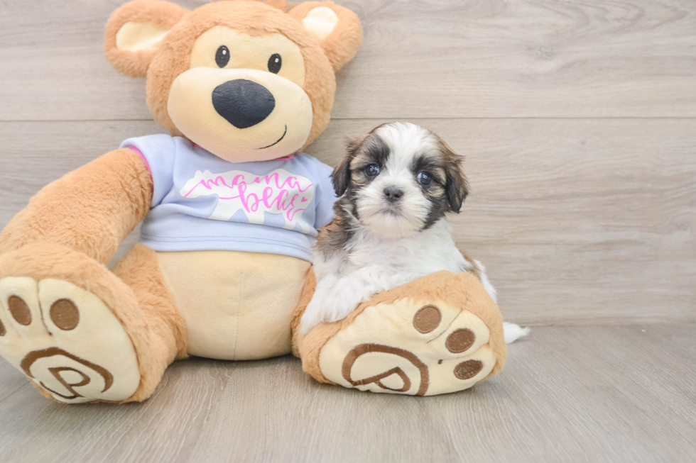 Adorable Shichon Designer Puppy