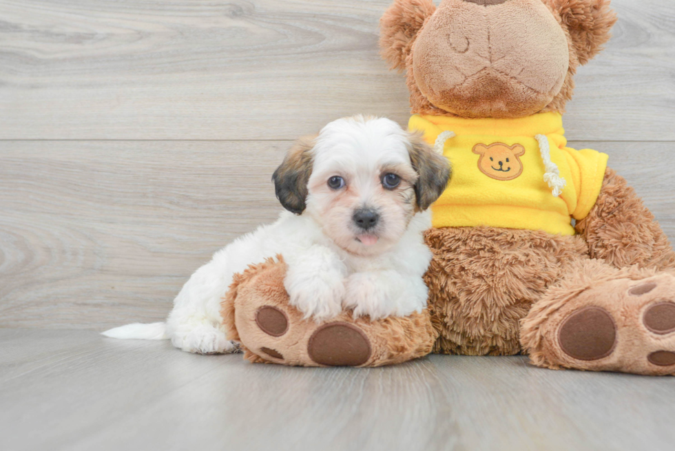 Teddy Bear Pup Being Cute