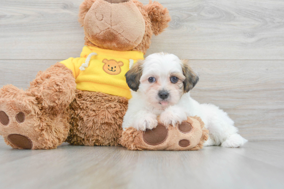Small Teddy Bear Baby