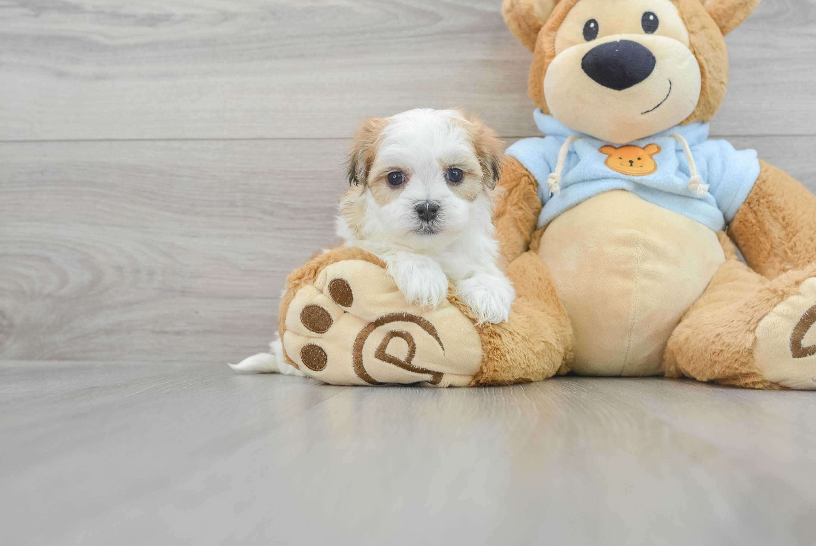 Teddy bear dog for hot sale sale