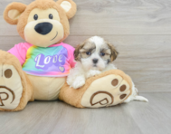 8 week old Teddy Bear Puppy For Sale - Florida Fur Babies