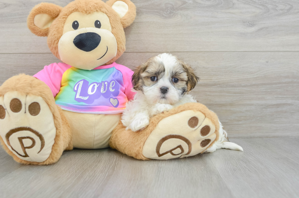 9 week old Teddy Bear Puppy For Sale - Florida Fur Babies