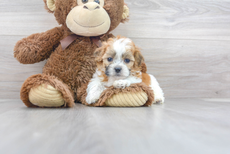 Cute Teddy Bear Baby