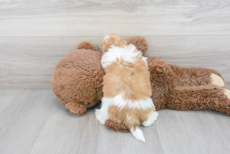 Cute Teddy Bear Baby