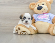 9 week old Teddy Bear Puppy For Sale - Florida Fur Babies