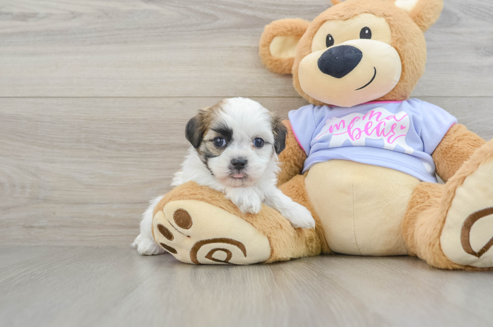 5 week old Teddy Bear Puppy For Sale - Florida Fur Babies