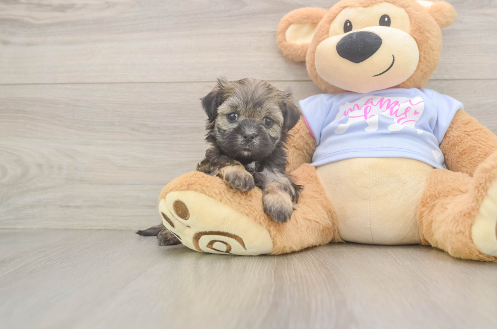 5 week old Teddy Bear Puppy For Sale - Florida Fur Babies
