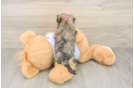 Playful Shitzu Designer Puppy