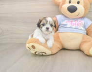 9 week old Teddy Bear Puppy For Sale - Florida Fur Babies