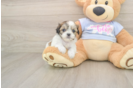 Little Shit Designer Puppy