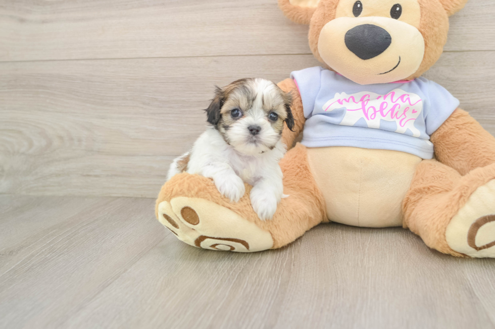 Little Shit Designer Puppy