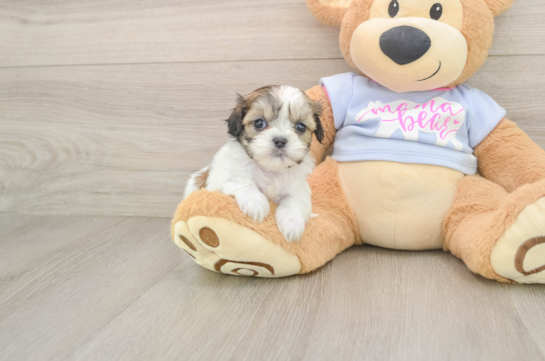 Little Shit Designer Puppy
