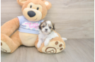 Popular Teddy Bear Designer Pup
