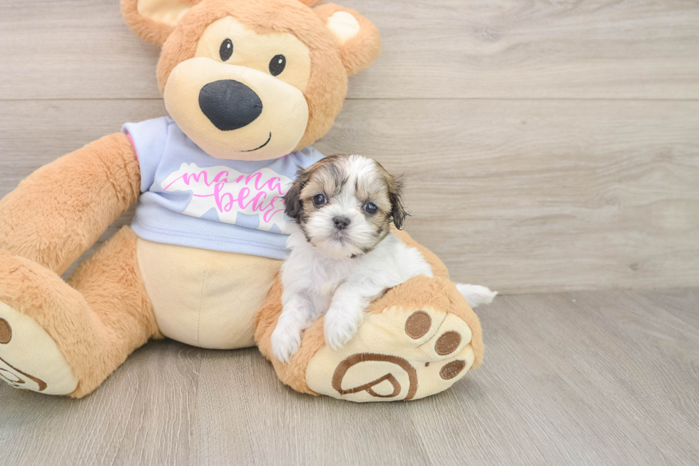 Popular Teddy Bear Designer Pup