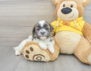 10 week old Teddy Bear Puppy For Sale - Florida Fur Babies