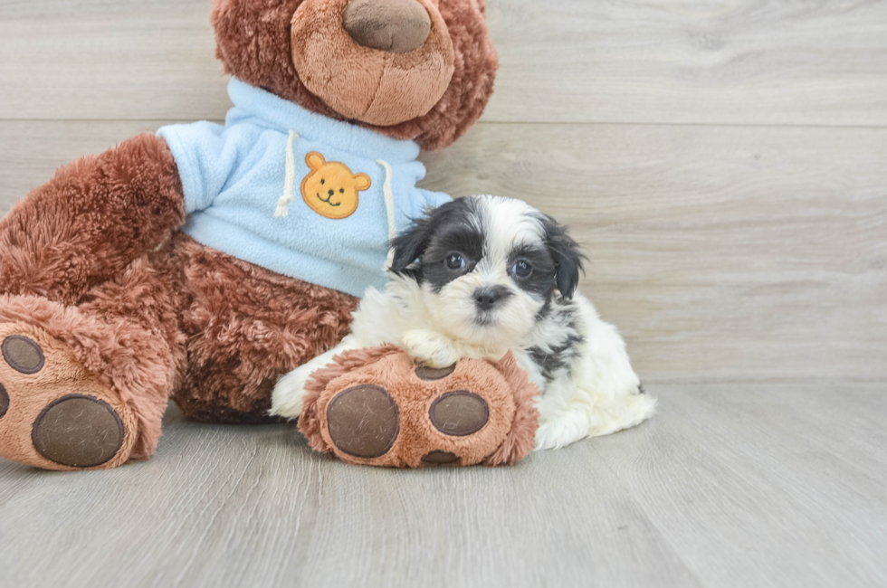 8 week old Teddy Bear Puppy For Sale - Florida Fur Babies