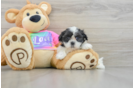 Teddy Bear Puppy for Adoption