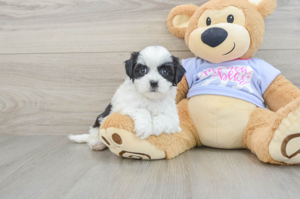 6 week old Teddy Bear Puppy For Sale - Florida Fur Babies