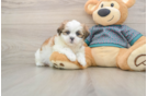 Little Shit Designer Puppy