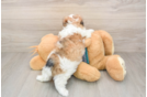 Energetic Shi Chon Designer Puppy