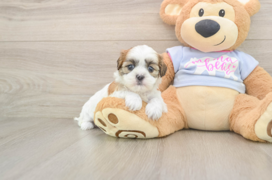 Best Teddy Bear Baby
