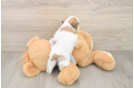 Best Teddy Bear Baby