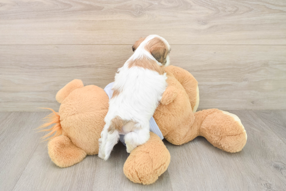 Best Teddy Bear Baby