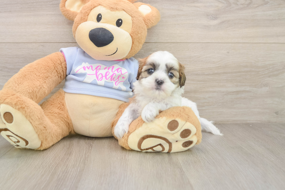 Best Teddy Bear Baby