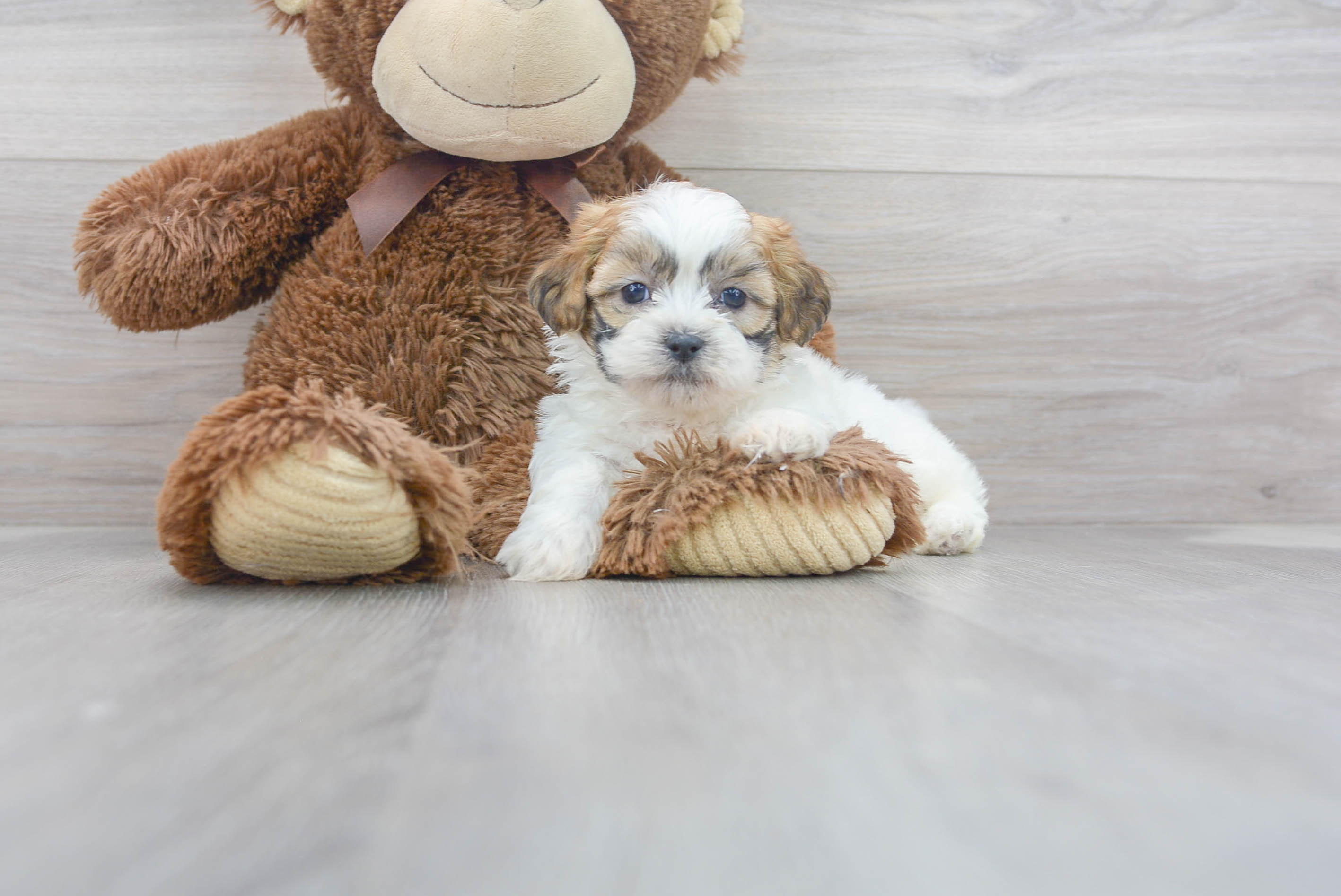 Baby teddy shop bear dog