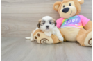 Petite Teddy Bear Designer Pup