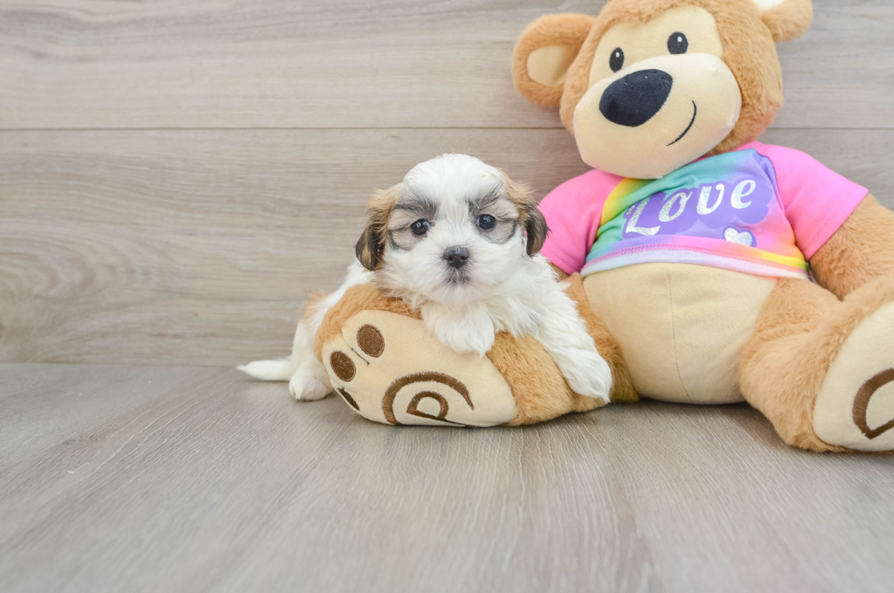 5 week old Teddy Bear Puppy For Sale - Florida Fur Babies