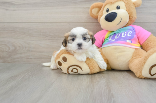 Petite Teddy Bear Designer Pup